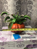 Venus Flytrap Pumpkin Halloween Decor