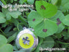 Lucky Shamrock Four 4 Leaf Clover Saint Patricks Day Glow Locket